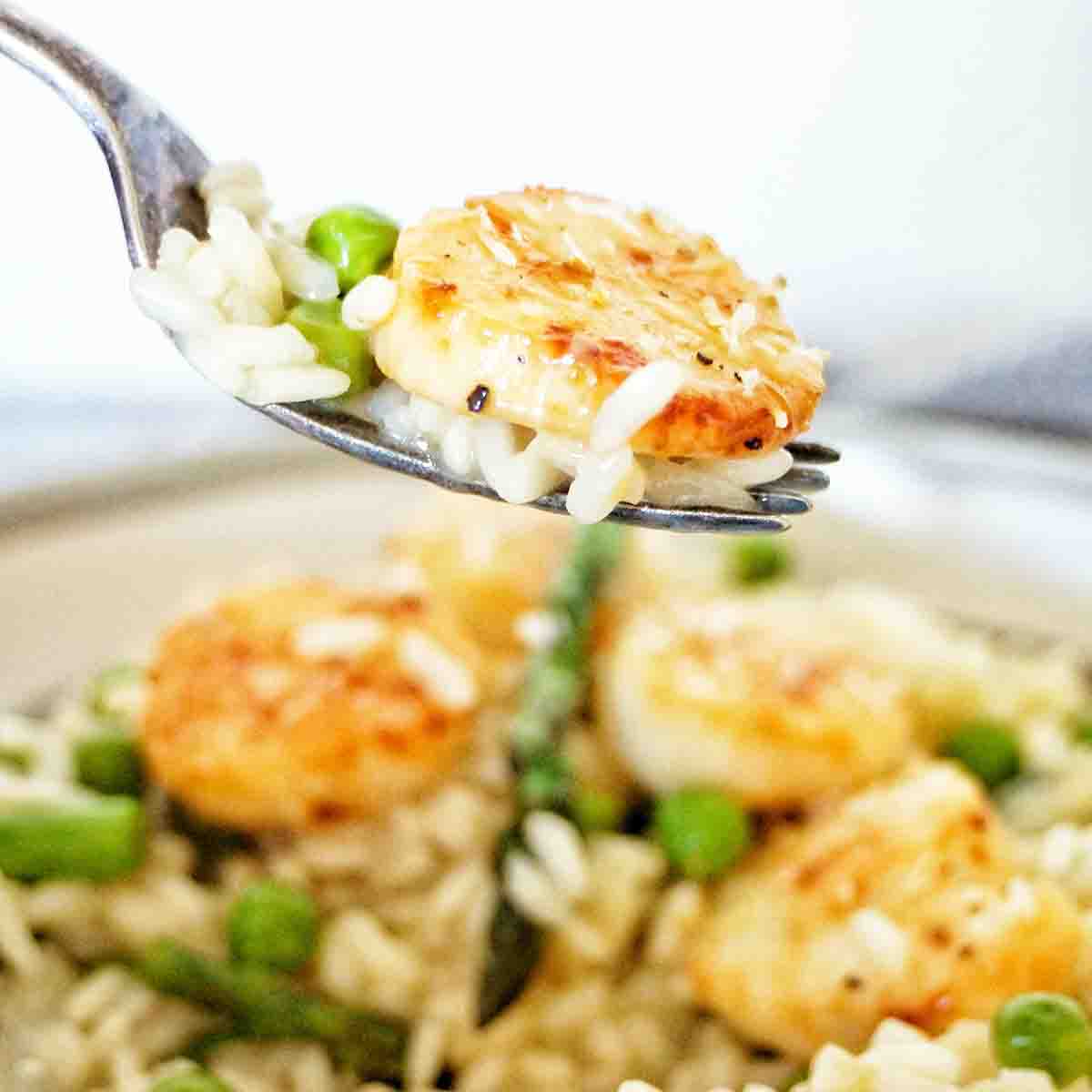 Spoon holding scallop risotto above a grey bowl of the same.